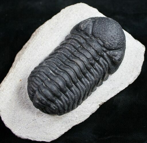 Phacops Trilobite From Morocco #10105